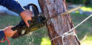 Best Hedge Trimming  in Beaver Dam, WI