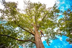 Best Storm Damage Tree Cleanup  in Beaver Dam, WI
