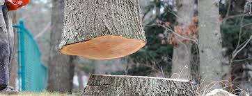 Reliable Beaver Dam, WI Tree Services Solutions