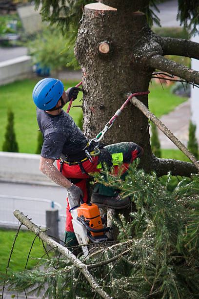 Best Root Management and Removal  in Beaver Dam, WI