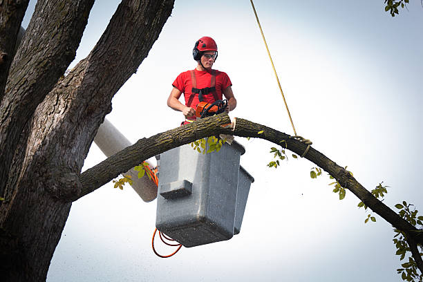 Best Tree Health Inspection  in Beaver Dam, WI