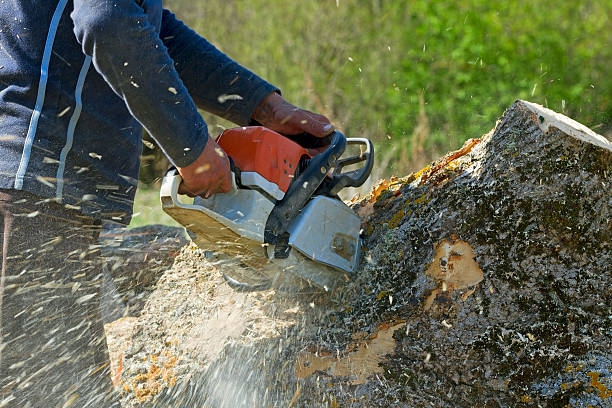 Lawn Grading and Leveling in Beaver Dam, WI