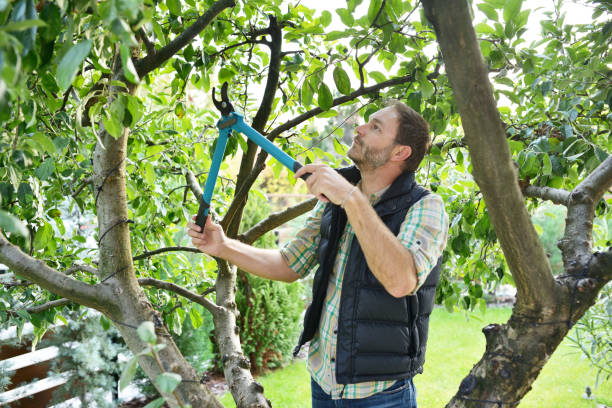 Best Fruit Tree Pruning  in Beaver Dam, WI